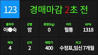 예천축산농협 9월 1일 경매가축시장