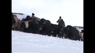 «Кыштоо» («Стойбище» - “Cattle Camp”)