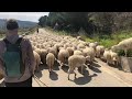 milk trekker pt 5 sheep transhumance in sicily