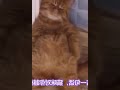 最完整的猫咪各种睡姿含义，你家猫咪中了几条 007