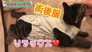 避妊手術から帰宅〜術後服でリラックス