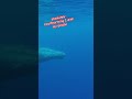 “up close with giants incredible underwater whale encounter”