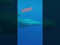 “up close with giants incredible underwater whale encounter”