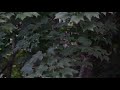 juvenile barred owls hunting crickets