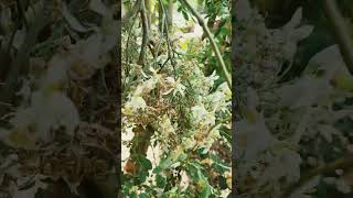 Moringa Flowers close-up view.