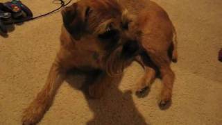 Caspian Border Terrier Head Tilt