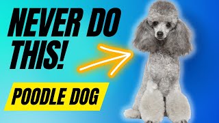 7 Things You Must Never Do To Your Poodle Dog