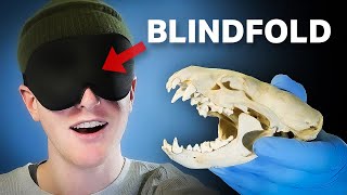 Skull Expert Identifies Animals While Blindfolded