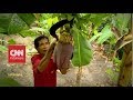 Profesor Pisang dari Dusun Ponggok | CNN Indonesia Heroes