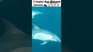 dolphin க்கு இத்தனை stomach ஆ 😱🤯⁉️| facts about dolphin #shorts #factshort