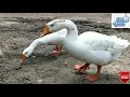 राजहंस का पालन । rajhans ka palan kaise kare । swan farming swan rajhans flamingo