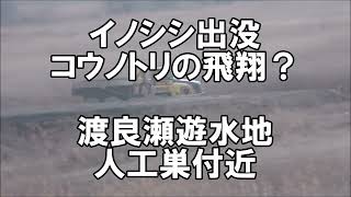 イノシシ出没とコウノトリの飛翔？渡良瀬遊水地人工巣付近