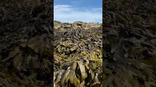 Seaweeds eye view!