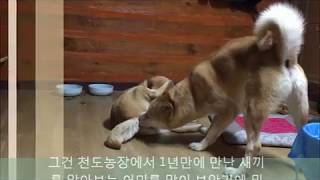 진돗개는 근친상간을 하지 않는다 !