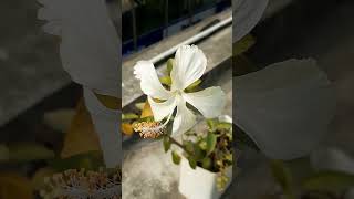 সাদা জবাফুল গাছ কিভাবে বড় করবেন||White Hibiscus Plant||SOBUJ BASANTO||#shorts