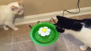 Catit Flower Fountain Unboxing And Set Up