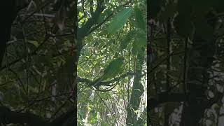 New Zealand red Crown parakeet #natureland