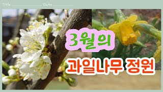 3월의 과일나무정원 (4년차, 2021년)ㅡ새순과 새싹이 트다