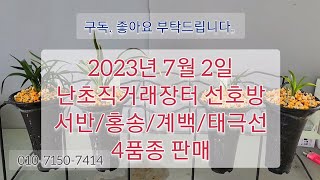 2023년7월2일 난초직거래장터 선호방 4품종 난초, 춘란 판매.  서반/홍송/계백/태극선