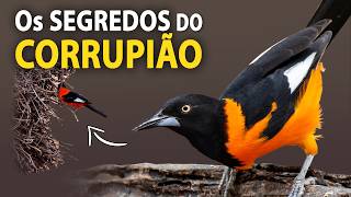 CORRUPIÃO: CANTOS e curiosidades do pássaro que é a VOZ DO SERTÃO!