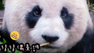 圓仔姐姐上班超認真，嚴肅小臉超可愛|熊貓貓熊The Giant Panda Yuan Yuan and Yuan Bao|台北市立動物園