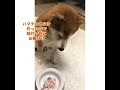 【柴犬タケル】ハマチのあら汁のお裾分け 柴犬 shibainu shorts