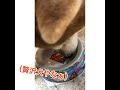 【柴犬タケル】ハマチのあら汁のお裾分け 柴犬 shibainu shorts