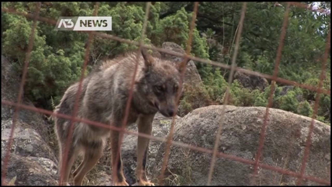 LUPI, NUOVI ATTACCHI AI CANI IN ALTOPIANO - YouTube