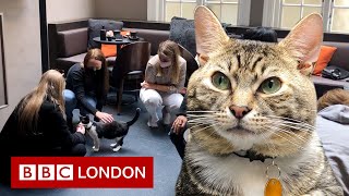 Inside a cat café helping homeless felines