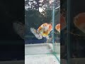 【動画 1点モノ】 タイ産 k146 らんちゅう ジャンボ個体 14cm オス 4ヵ月 金魚 1月13日発送 返金保証 k146