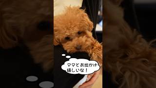 【 犬の気持ち 】賢くて可愛い！ ペット初心者 でも安心な トイプードル の魅力！〔 犬 ペット ペットしつけ 〕