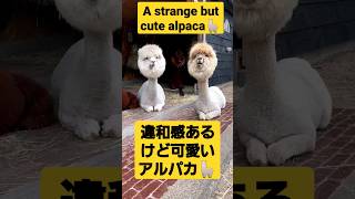 違和感あるけど可愛いアルパカ🦙A strange but cute alpaca　#short動画#アルパカ#動物