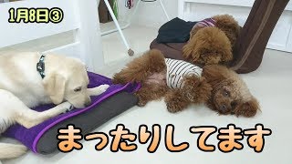 まったりしてます 【ひみつきちなう！③】2018年1月8日