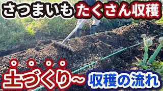【さつまいも】2025年、たくさん収穫するための土づくり〜初心者もわかる育て方！