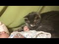 赤ちゃんにグーパンチされる猫 ノルウェージャンフォレストキャット baby punched cat