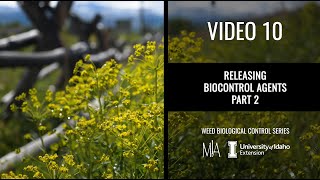 10.  Releasing weed biocontrol agents (Part 2: Handling biocontrol agents)