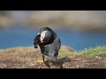 puffins lunga island treshnish isles inner hebrides scotland