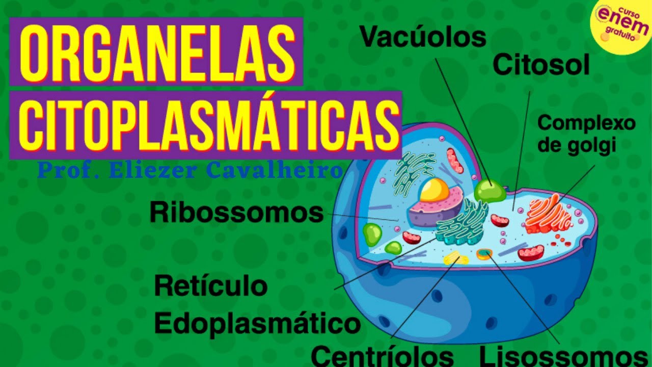 BIOLOGIA PARA O ENEM - AULA 11 | CITOLOGIA (ORGANELAS CITOPLASMÁTICAS ...