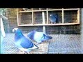 top 10 most beautiful pigeons চমৎকার ১০ কবুতর colorful birds beautiful pigeon in the world