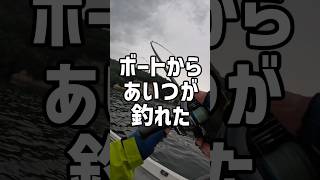 【宮城 釣り】ボートフラットはいかが？#マゴチ #釣り