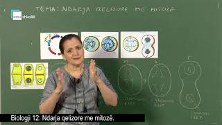 Biologji 12 -  Ndarja qelizore me mitozë