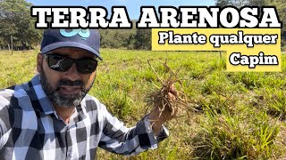 CAPIM PARA SOLOS ARENOSOS | SAIBA PORQUE VOCÊ PODERÁ PLANTAR QUALQUER UM