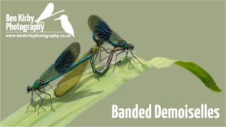 Banded Demoiselles