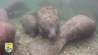 Crystal River Refuge's Manatee Manners for Paddlers