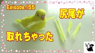 おもしろ可愛い犬とおしゃべりインコ155　衝撃的大事故　キャバリア犬とセキセイインコBudgerigar'tail has been broken.