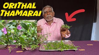 Orithal Thamarai Powder Benefits இழந்த ஆண்மை சக்தியை மீட்டெடுக்க ஓரிதழ் தாமரை | Apkvlogs