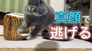 【休日のうさぎの部屋んぽ】遊びたいうさぎと遊びたくないうさぎ