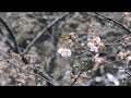 井の頭公園西園　雪の河津桜