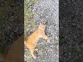 202407111756 今日のトラミ 5~7 cat 猫