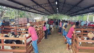 Feira do Bode de Monteiro-PB dia 18/01/2025